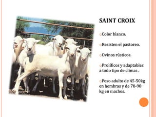 SAINT CROIX

oColor blanco.

oResisten el pastoreo.

oOvinos rústicos.

oProlíficos y adaptables
a todo tipo de climas .

oPeso adulto de 45-50kg
en hembras y de 70-90
kg en machos.
 