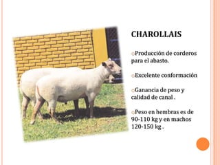 CHAROLLAIS

oProducción de corderos
para el abasto.

oExcelente conformación

oGanancia de peso y
calidad de canal .

oPeso en hembras es de
90-110 kg y en machos
120-150 kg .
 