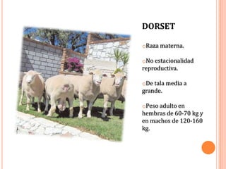 DORSET

oRaza materna.

oNo estacionalidad
reproductiva.

oDe tala media a
grande.

oPeso adulto en
hembras de 60-70 kg y
en machos de 120-160
kg.
 