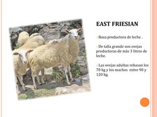 EAST FRIESIAN

oRaza productora de leche .

oDe talla grande son ovejas
productoras de más 3 litros de
leche.

oLas ovejas adultas rebasan los
70 kg y los machos entre 90 y
120 kg.
 