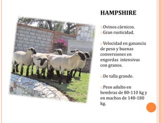 HAMPSHIRE

oOvinos cárnicos.
oGran rusticidad.

oVelocidad en ganancia
de peso y buenas
conversiones en
engordas intensivas
con granos.

oDe talla grande.

oPeso adulto en
hembras de 80-110 kg y
en machos de 140-180
kg.
 