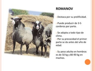 ROMANOV

oDestaca por su prolificidad.

oPuede producir de 3-5
corderos por parto.

oSe adapta a todo tipo de
clima.
oPor su precocidad el primer
parto se da antes del año de
edad.

oSu peso adulto en hembras
es de 50 kg y 80-90 kg en
machos.
 