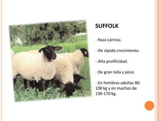 SUFFOLK

oRaza cárnica.

oDe rápido crecimiento.

oAlta prolificidad.

oDe gran talla y peso.

oEn hembras adultas 80-
100 kg y en machos de
130-170 kg.
 
