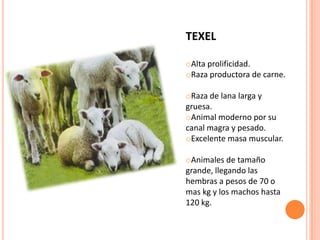 TEXEL

oAlta prolificidad.
oRaza productora de carne.

oRaza de lana larga y
gruesa.
oAnimal moderno por su
canal magra y pesado.
oExcelente masa muscular.

oAnimales de tamaño
grande, llegando las
hembras a pesos de 70 o
mas kg y los machos hasta
120 kg.
 