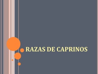 RAZAS DE CAPRINOS
 