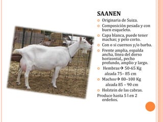 SAANEN
 Originaria de Suiza.
 Composición pesada y con
  buen esqueleto.
 Capa blanca, puede tener
  machas; y pelo corto.
 Con o si cuernos y/o barba.
 Frente amplia, espalda
  ancha, línea del dorso
  horizontal,, pecho
  profundo, amplio y largo.
 Hembras 50-65 Kg
   alzada 75– 85 cm
 Machos 80–100 Kg
    alzada 85 – 90 cm
 Holstein de las cabras.
Produce hasta 5 l en 2
  ordeños.
 