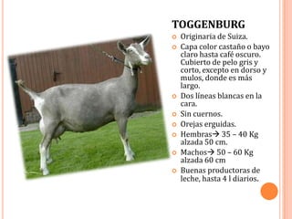 TOGGENBURG
   Originaria de Suiza.
   Capa color castaño o bayo
    claro hasta café oscuro.
    Cubierto de pelo gris y
    corto, excepto en dorso y
    mulos, donde es más
    largo.
   Dos líneas blancas en la
    cara.
   Sin cuernos.
   Orejas erguidas.
   Hembras 35 – 40 Kg
    alzada 50 cm.
   Machos 50 – 60 Kg
    alzada 60 cm
   Buenas productoras de
    leche, hasta 4 l diarios.
 