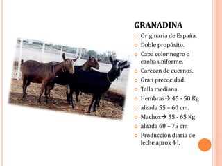GRANADINA
   Originaria de España.
   Doble propósito.
   Capa color negro o
    caoba uniforme.
   Carecen de cuernos.
   Gran precocidad.
   Talla mediana.
   Hembras 45 - 50 Kg
   alzada 55 – 60 cm.
   Machos 55 - 65 Kg
   alzada 60 – 75 cm
   Producción diaria de
    leche aprox 4 l.
 