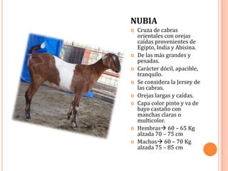NUBIA
   Cruza de cabras
    orientales con orejas
    caídas provenientes de
    Egipto, India y Abisina.
   De las más grandes y
    pesadas.
   Carácter dócil, apacible,
    tranquilo.
   Se considera la Jersey de
    las cabras.
   Orejas largas y caídas.
   Capa color pinto y va de
    bayo castaño con
    manchas claras o
    multicolor.
   Hembras 60 – 65 Kg
    alzada 70 – 75 cm
   Machos 60 – 70 Kg
    alzada 75 – 85 cm
 