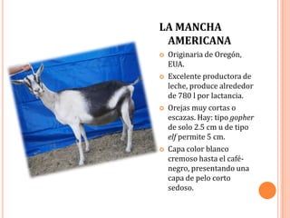 LA MANCHA
 AMERICANA
   Originaria de Oregón,
    EUA.
   Excelente productora de
    leche, produce alrededor
    de 780 l por lactancia.
   Orejas muy cortas o
    escazas. Hay: tipo gopher
    de solo 2.5 cm u de tipo
    elf permite 5 cm.
   Capa color blanco
    cremoso hasta el café-
    negro, presentando una
    capa de pelo corto
    sedoso.
 