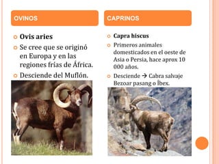 OVINOS                        CAPRINOS


 Ovis aries                     Capra hiscus
 Se cree que se originó
                                 Primeros animales
                                  domesticados en el oeste de
  en Europa y en las              Asia o Persia, hace aprox 10
  regiones frías de África.       000 años.
 Desciende del Muflón.          Desciende  Cabra salvaje
                                  Bezoar pasang o Íbex.
 