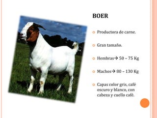 BOER

   Productora de carne.

   Gran tamaño.

   Hembras 50 – 75 Kg

   Machos 80 – 130 Kg

   Capas color gris, café
    oscuro y blanco, con
    cabeza y cuello café.
 
