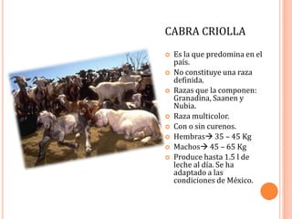 CABRA CRIOLLA
   Es la que predomina en el
    país.
   No constituye una raza
    definida.
   Razas que la componen:
    Granadina, Saanen y
    Nubia.
   Raza multicolor.
   Con o sin curenos.
   Hembras 35 – 45 Kg
   Machos 45 – 65 Kg
   Produce hasta 1.5 l de
    leche al día. Se ha
    adaptado a las
    condiciones de México.
 