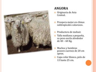ANGORA
   Originaria de Asia
    Central.

   Prospera mejor en climas
    subtropicales calurosos.

   Productora de mohair.
   Talla mediana a pequeña,
    su peso oscila alrededor
    de 40 – 60 Kg.

   Machos y hembras
    poseen cuernos de 20 cm
    aprox.
   Capa color blanco, pelo de
    13 hasta 25 cm.
 
