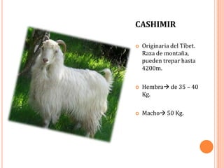 CASHIMIR

   Originaria del Tíbet.
    Raza de montaña,
    pueden trepar hasta
    4200m.

   Hembra de 35 – 40
    Kg.

   Macho 50 Kg.
 