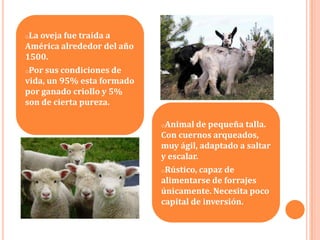oLa oveja fue traída a
América alrededor del año
1500.
oPor sus condiciones de
vida, un 95% esta formado
por ganado criollo y 5%
son de cierta pureza.

                            oAnimal de  pequeña talla.
                            Con cuernos arqueados,
                            muy ágil, adaptado a saltar
                            y escalar.
                            oRústico, capaz de
                            alimentarse de forrajes
                            únicamente. Necesita poco
                            capital de inversión.
 