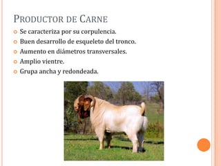 PRODUCTOR DE CARNE
   Se caracteriza por su corpulencia.
   Buen desarrollo de esqueleto del tronco.
   Aumento en diámetros transversales.
   Amplio vientre.
   Grupa ancha y redondeada.
 