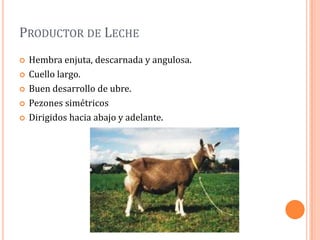PRODUCTOR DE LECHE
   Hembra enjuta, descarnada y angulosa.
   Cuello largo.
   Buen desarrollo de ubre.
   Pezones simétricos
   Dirigidos hacia abajo y adelante.
 