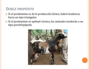 DOBLE PROPÓSITO
   Si el predominio es de la producción láctea, habrá tendencia
    hacia un tipo triangular.
   Si el predominio es aptitud cárnica, los animales tenderán a un
    tipo paralelepípedo.
 