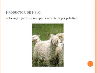 PRODUCTOR DE PELO
   La mayor parte de su superficie cubierta por pelo fino.
 