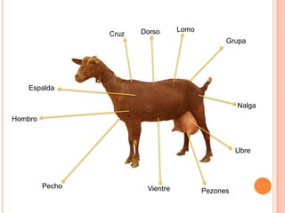 Dorso      Lomo
                 Cruz
                                                Grupa




   Espalda

                                                    Nalga
Hombro



                                                    Ubre




         Pecho           Vientre          Pezones
 