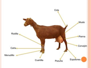Cola




                                            Muslo




      Rodilla
                                            Pierna



                                           Corvejón
     Caña


Menudillo

                Cuartilla            Espolones
                            Pezuña
 