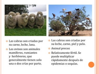    Las cabras son criadas por      Las cabras son criadas por
    su carne, leche, lana.           su leche, carne, piel y pelo.
   Los ovinos son animales         Animal precoz
    mamíferos, rumiantes            Relativamente fértil. Se
    y herbívoros, que                puede multiplicar
    generalmente tienen solo         rápidamente después de
    una o dos crías por parto.       epidemias o sequías.
 