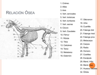 1. Cráneo
                2. Atlas
                3. Axis
RELACIÓN ÓSEA   4. Vert. cervicales
                5. Vert. torácicas
                                      17. Olécranon
                6. Vert. lumbares
                                      18. Ulna
                7. Vert. sacras
                                      19. Cuartilla
                8. Cóccix
                                      20. Falange dist
                9. Vert. Caudales
                                      21. Falange med
                10. Fémur
                                      22. Falange prox
                11. Rótula
                                      23. Metacarpo
                12. Tibia
                                      24. Carpos
                13. Calcáneo
                                      25. Radio
                14. Tarso
                                      26. Húmero
                15. Metatarso
                                      27. Costillas
                16. Esternón
                                      28. Escápula
                                      29. Mand. Infer.
                                      30. Mand. Sup.
                                      31. Huesos nasales
                                      32. Órbita
 