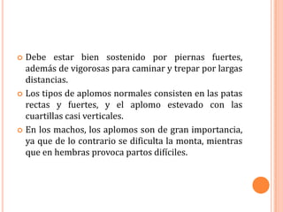  Debe estar bien sostenido por piernas fuertes,
  además de vigorosas para caminar y trepar por largas
  distancias.
 Los tipos de aplomos normales consisten en las patas
  rectas y fuertes, y el aplomo estevado con las
  cuartillas casi verticales.
 En los machos, los aplomos son de gran importancia,
  ya que de lo contrario se dificulta la monta, mientras
  que en hembras provoca partos difíciles.
 