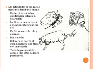     Las actividades en las que es
     necesario derribar al animal:
a)    Zootécnicas: esquileo,
      clasificación, selección,
      castración.
b)    Médicas: auscultaciones,
      aplicaciones terapéuticas,
      etc.
c)    Estéticas: corte de cola y
      cuernos.
     Dos métodos:
1)    Colocar una cuerda al
      cuello o hacerle una brida
      con una cuerda.
2)    Tomarlo por una de las
      cañas de las extremidades
      posteriores.
 