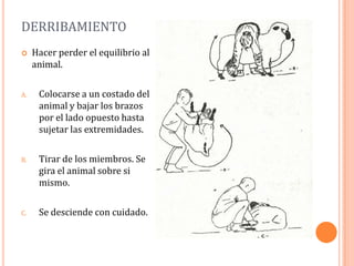 DERRIBAMIENTO
    Hacer perder el equilibrio al
     animal.

A.    Colocarse a un costado del
      animal y bajar los brazos
      por el lado opuesto hasta
      sujetar las extremidades.

B.    Tirar de los miembros. Se
      gira el animal sobre si
      mismo.

C.    Se desciende con cuidado.
 