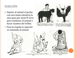 SUJECIÓN
   Sujetar al animal el pecho
    con una mano mientras la
    otra pasa por atrás sirve
    para examinar al animal o
    hacer examen del vellón.
   Para la esquila la sujeción
    es sentando al animal.
 