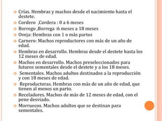    Crías. Hembras y machos desde el nacimiento hasta el
    destete.
   Cordero ,Cordera : 0 a 6 meses
   Borrego ,Borrega :6 meses a 18 meses
   Oveja: Hembras con 1 o más partos
   Carnero: Machos reproductores con más de un año de
    edad.
   Hembras en desarrollo. Hembras desde el destete hasta los
    12 meses de edad.
   Machos en desarrollo. Machos preseleccionados para
    futuros sementales desde el destete y a los 18 meses.
    Sementales. Machos adultos destinados a la reproducción
    y con 18 meses de edad.
    Reproductoras. Hembras con más de un año de edad, que
    tienen al menos un parto.
   Receladores. Machos de más de 12 meses de edad, con el
    pene desviado.
   Morruecos. Machos adultos que se destinan para
    sementales.
 