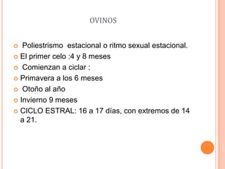 OVINOS


  Poliestrismo estacional o ritmo sexual estacional.
 El primer celo :4 y 8 meses

 Comienzan a ciclar :

 Primavera a los 6 meses

 Otoño al año

 Invierno 9 meses

 CICLO ESTRAL: 16 a 17 días, con extremos de 14
  a 21.
 
