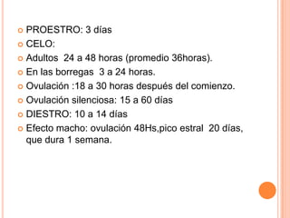  PROESTRO: 3 días
 CELO:

 Adultos 24 a 48 horas (promedio 36horas).

 En las borregas 3 a 24 horas.

 Ovulación :18 a 30 horas después del comienzo.

 Ovulación silenciosa: 15 a 60 días

 DIESTRO: 10 a 14 días

 Efecto macho: ovulación 48Hs,pico estral 20 días,
  que dura 1 semana.
 