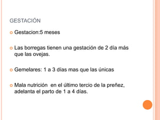 GESTACIÓN

   Gestacion:5 meses

   Las borregas tienen una gestación de 2 día más
    que las ovejas.

   Gemelares: 1 a 3 días mas que las únicas

   Mala nutrición en el último tercio de la preñez,
    adelanta el parto de 1 a 4 días.
 