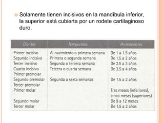    Solamente tienen incisivos en la mandíbula inferior,
    la superior está cubierta por un rodete cartilaginoso
    duro.
 