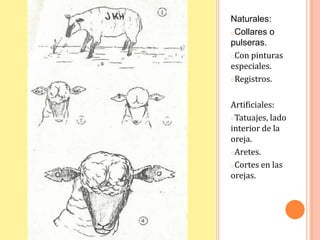 Naturales:
oCollares o
pulseras.
○Con pinturas
especiales.
○Registros.



Artificiales:
○Tatuajes, lado
interior de la
oreja.
○Aretes.

○Cortes en las
orejas.
 