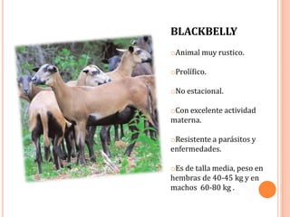 BLACKBELLY
oAnimal muy rustico.

oProlífico.

oNo estacional.

oCon excelente actividad
materna.

oResistente a parásitos y
enfermedades.

oEs de talla media, peso en
hembras de 40-45 kg y en
machos 60-80 kg .
 