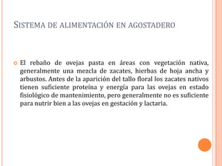 SISTEMA DE ALIMENTACIÓN EN AGOSTADERO


   El rebaño de ovejas pasta en áreas con vegetación nativa,
    generalmente una mezcla de zacates, hierbas de hoja ancha y
    arbustos. Antes de la aparición del tallo floral los zacates nativos
    tienen suficiente proteína y energía para las ovejas en estado
    fisiológico de mantenimiento, pero generalmente no es suficiente
    para nutrir bien a las ovejas en gestación y lactaria.
 