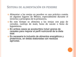 SISTEMA DE ALIMENTACIÓN EN PESEBRE

   Alimentar a las ovejas en pesebre es una práctica común
    en algunos lugares de México, especialmente durante el
    invierno y principios de la primavera.
   En este tiempo se alimenta a las ovejas con paja de
    cereales, rastrojo de maíz, heno de zacate o heno de
    leguminosa.
   En ambos casos se acostumbra incluir granos de
    cereales para mejorar el perfil nutricional de la dieta
    total.
   Es necesaria la inclusión de alimentos energéticos y
    proteínicos, en dietas elaboradas con residuos
    agrícolas.
 