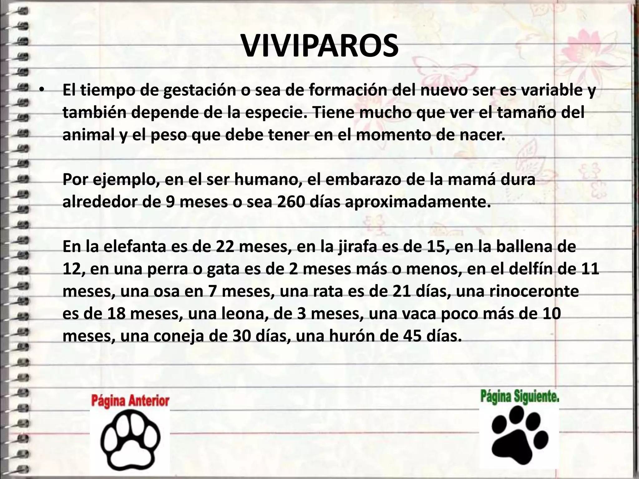 VIVIPAROS
• El tiempo de gestación o sea de formación del nuevo ser es variable y
  también depende de la especie. Tiene mucho que ver el tamaño del
  animal y el peso que debe tener en el momento de nacer.

   Por ejemplo, en el ser humano, el embarazo de la mamá dura
   alrededor de 9 meses o sea 260 días aproximadamente.

   En la elefanta es de 22 meses, en la jirafa es de 15, en la ballena de
   12, en una perra o gata es de 2 meses más o menos, en el delfín de 11
   meses, una osa en 7 meses, una rata es de 21 días, una rinoceronte
   es de 18 meses, una leona, de 3 meses, una vaca poco más de 10
   meses, una coneja de 30 días, una hurón de 45 días.
 
