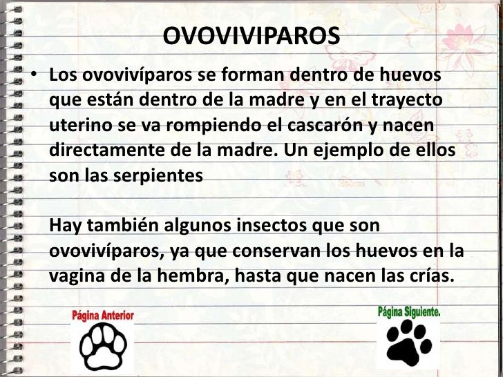 Viviparos Oviparos Y Ovoviviparos