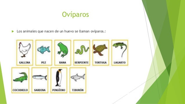 Oviparos y viviparos