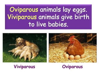 Oviparous and viviparous animals