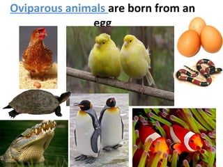 Oviparous animals are born from an
egg
 