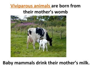 Oviparous and viviparous animals | PPT