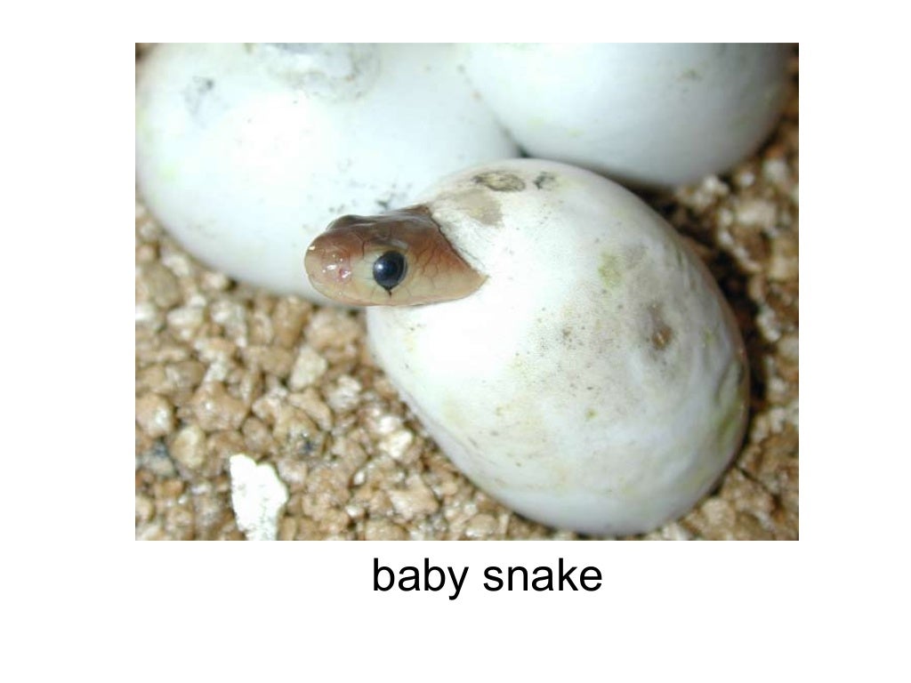 Oviparous and viviparous animals