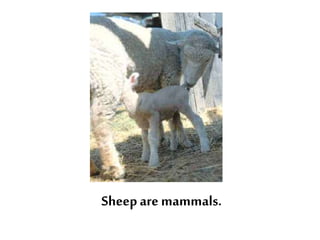 Oviparous and viviparous animals