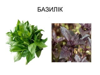 БАЗИЛІК
 